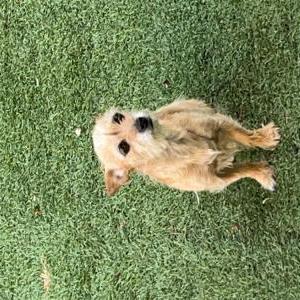 Lost Dog Milo