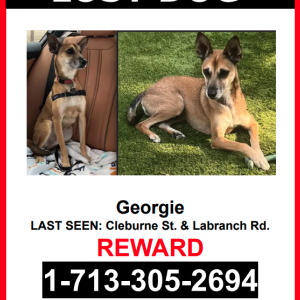 Lost Dog Georgie