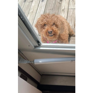 Lost Dog Bella