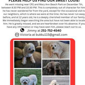 Image of Louie, Lost Dog