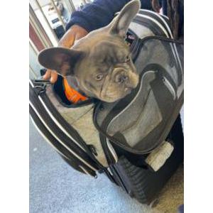 Lost Dog Blue