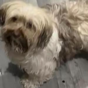 Lost Dog ZOEY