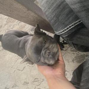 Lost Dog Blue