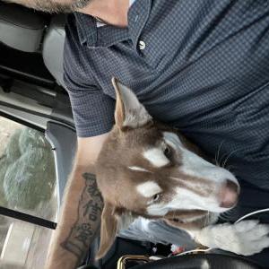 Found Dog Unkown