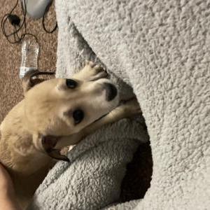 Lost Dog Charlotte (Lottie)