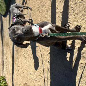 Found Dog N/a