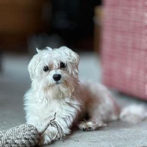 Lost Dog Baboo