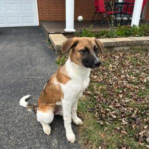 Lost Dog Minnie