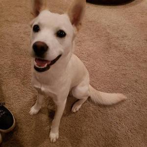Found Dog Unknown