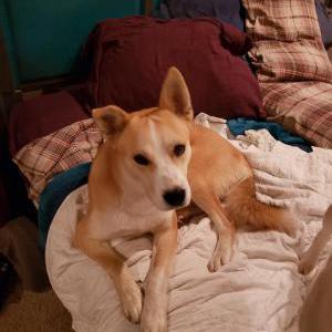 Found Dog Unknown
