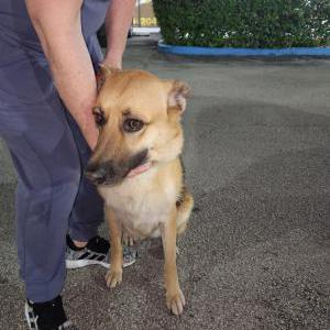 Found Dog Unknown