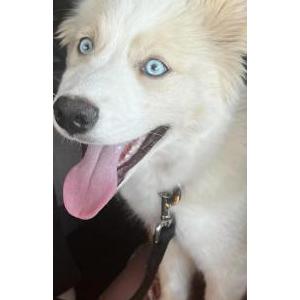 Lost Dog Leia