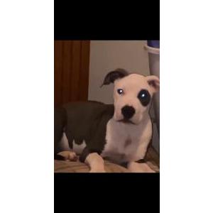 Lost Dog Rocko