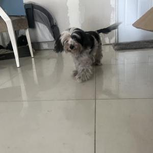 Lost Dog Fenty