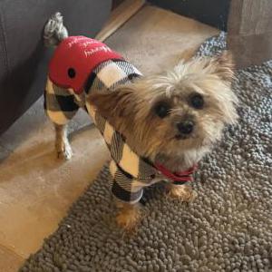 Lost Dog Eva