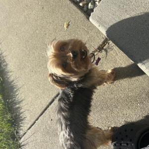 Lost Dog Lulu