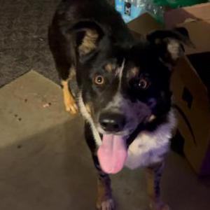 Found Dog Unknown