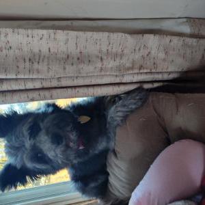 Image of Doc, Lost Dog