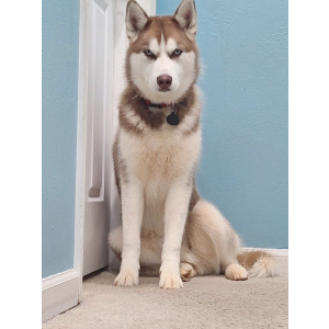 Image of Yeti, Lost Dog