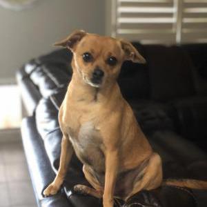 Lost Dog Mika