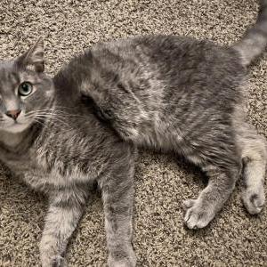 Image of King Julian, Lost Cat