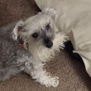 Lost Dog Minnie