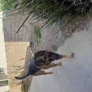 Found Dog Unknown