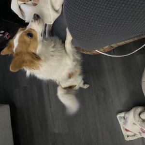 Found Dog Unknown