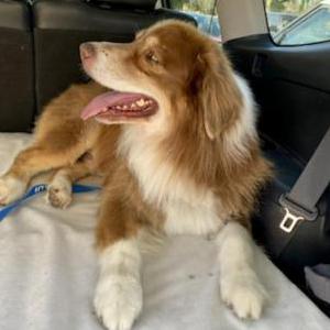 Lost Dog Toby