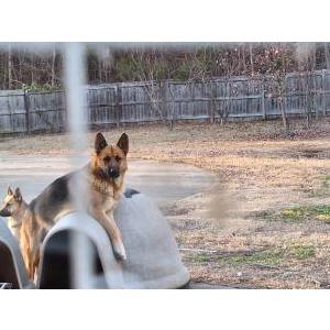 Image of Bear, Lost Dog