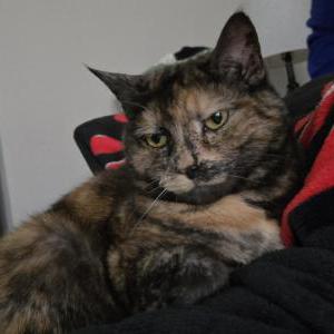Lost Cat Snickers