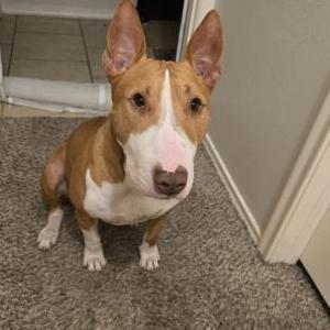 Lost Dog Shark