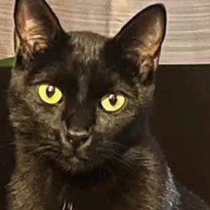 Image of Cavi, Lost Cat
