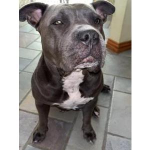 Lost Dog Katherine