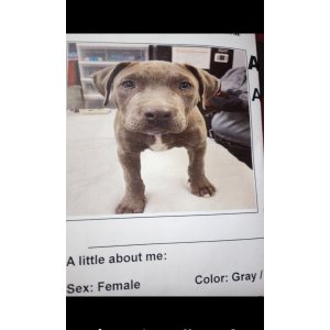 Lost Dog Baby