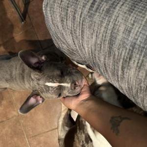 Lost Dog Niyla