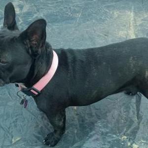 Lost Dog Zoey
