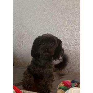 Lost Dog Nana