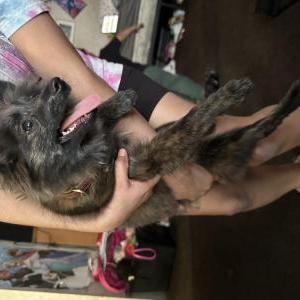 Found Dog Charlie