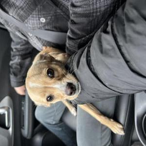 Found Dog Unknown