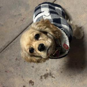 Lost Dog Uva