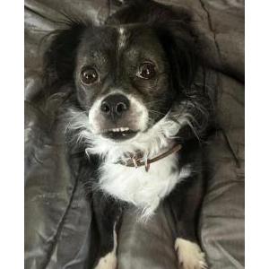 Lost Dog Harlem