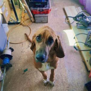 Image of Wilbur, Lost Dog