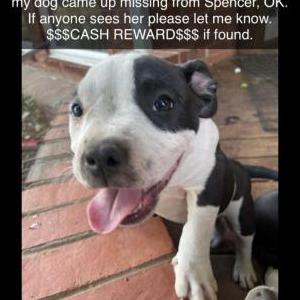Lost Dog Rosie