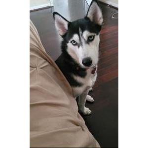 Lost Dog Lexi