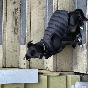 Image of Bruno, Lost Dog