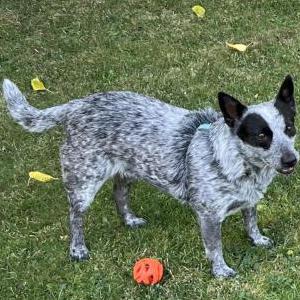 Lost Dog Connie