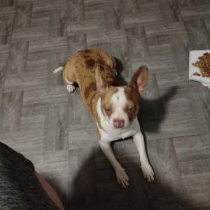 Lost Dog Casper