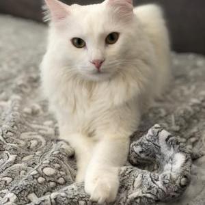 Image of Cricket, Lost Cat