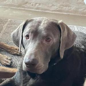 Lost Dog Charli